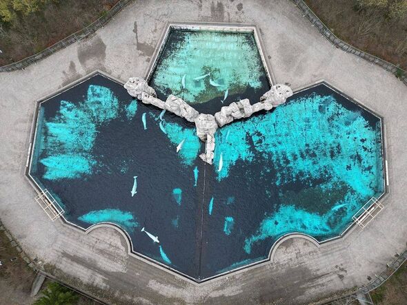 Various belugas still held in captivity Various belugas still held in captivity