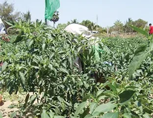 Agro field