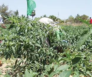 Agro field