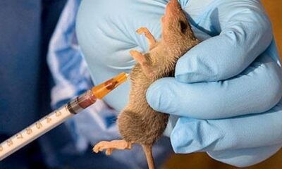 LASSA FEVER