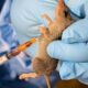 LASSA FEVER