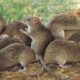 Rats e1597925767939