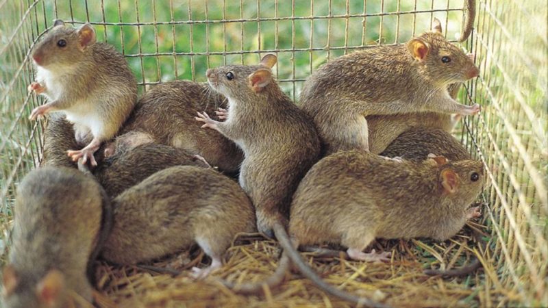 Rats e1597925767939