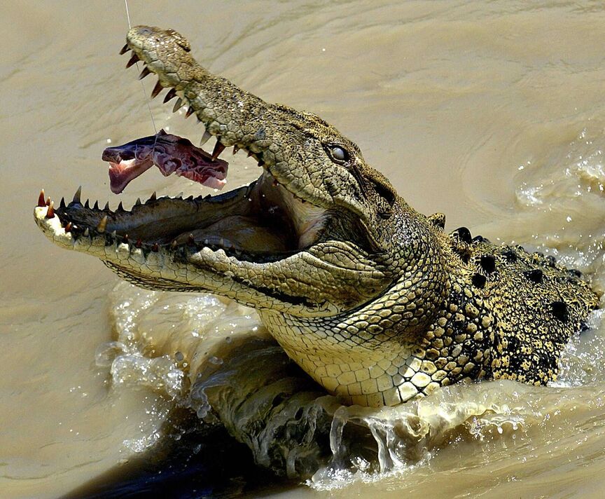 This photo taken 21 July 2003 shows a mature saltwater crocodile being enticed by meat, in the the murky waters of the Adelaide This photo taken 21 July 2003 shows a mature saltwater crocodile being enticed by meat, in the the murky waters of the Adelaide