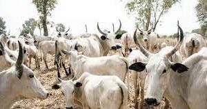 cows herdman herds