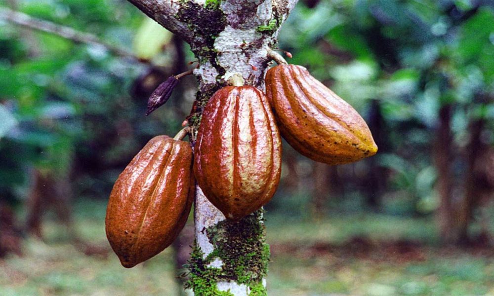 Cocoa Tree