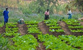agric farm