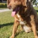 dog 1