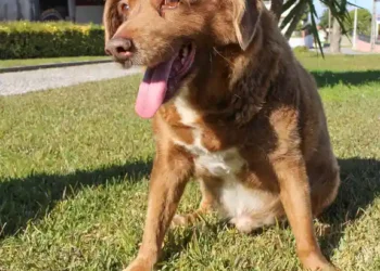 dog 1