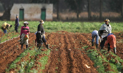 farmers