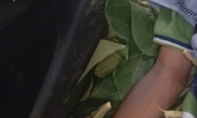 IMG 7382 1790321209