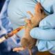 Lassa fever