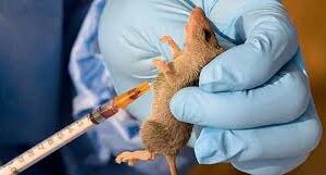 Lassa fever