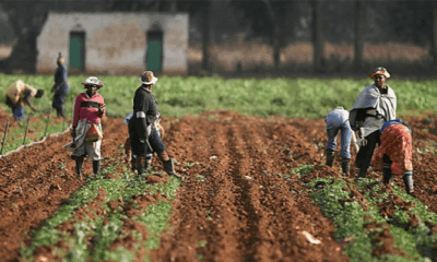 Nigerias agriculture sector