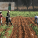 Nigerias agriculture sector