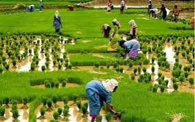 agriculture farms