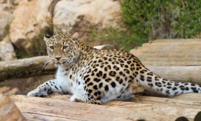 1792979660 2hmcana persian tiger lies logs 1013710278
