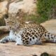 1792979660 2hmcana persian tiger lies logs 1013710278