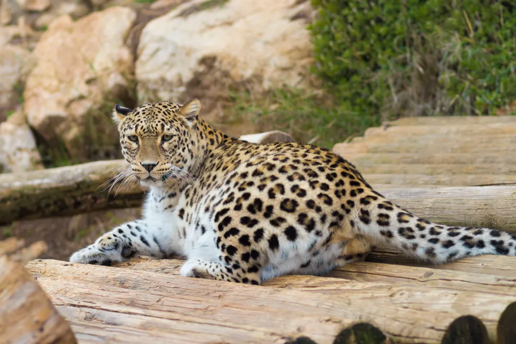 1792979660 2hmcana persian tiger lies logs 1013710278