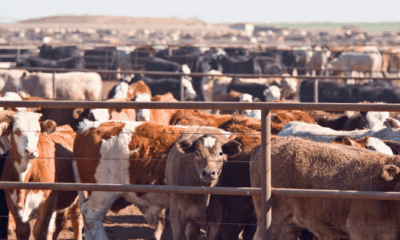 Livestock farmers