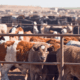 Livestock farmers