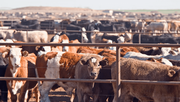 Livestock farmers