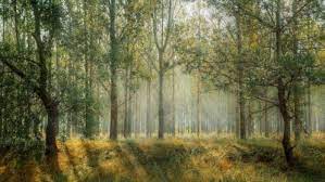 climate change forest