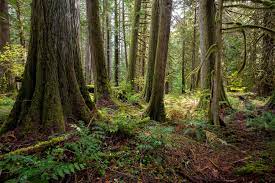 forrest wood Forest Park